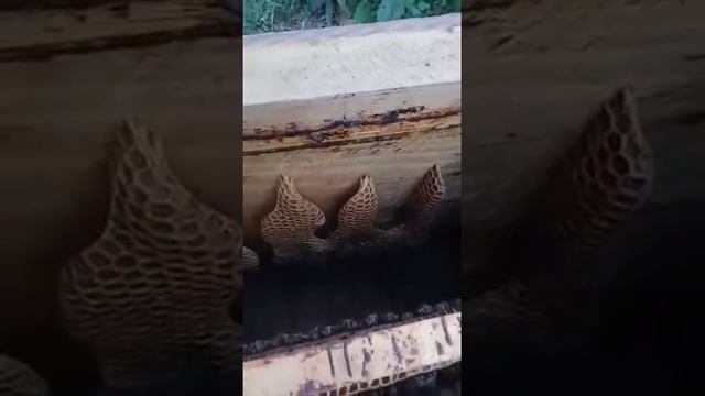 Аллах1у Акбар! Пчелы написали имя Аллаха! смотреть онлайн