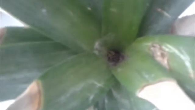 Ананас укоренение смотреть онлайн