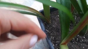 Определяем происхождение красноты на листьях гиппеаструмов.