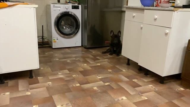 Французские бульдоги БумОсики. Бума маленькая дураля? смотреть онлайн