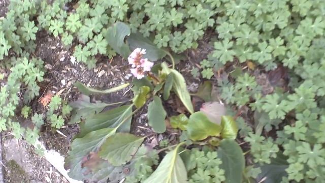 Bergenia - growing and care смотреть онлайн