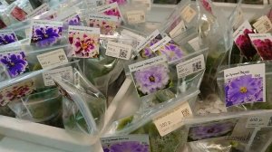 В гостях у Фиалковода. Обзор магазина. Уникальные сорта фиалок селекции АВ- и Ф-.