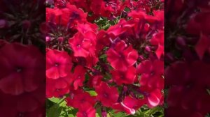 Флокс Мисс Мари (Phlox Miss Mary).