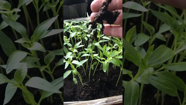 Пикировка сладкого перца смотреть онлайн