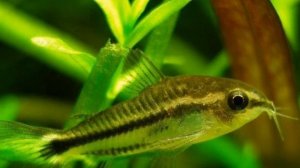 КОРИДОРАС ПИГМЕЙ. ВСЕ О СОДЕРЖАНИЕ И РАЗМНОЖЕНИЕ В АКВАРИУМЕ.