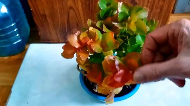 Каланхоэ смотреть онлайн