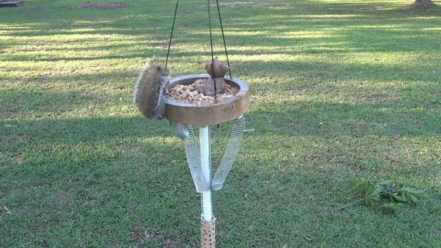 Are Squirrels Scared of ANYTHING??? Some new ideas for the squirrel obstacle course :-) смотреть онлайн