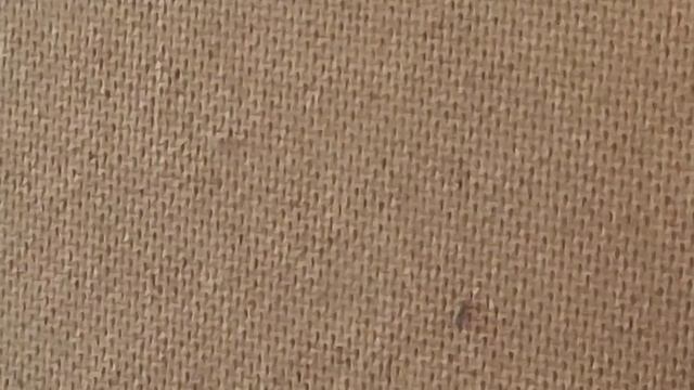 Как Вывести Тараканов Из Квартиры