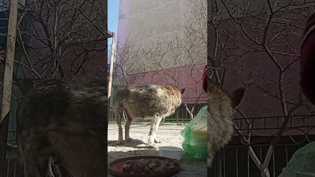 Алиса поела и опять убежала. смотреть онлайн