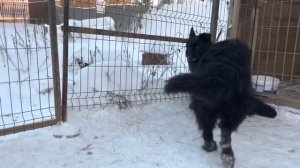 Вязка собак на морозе / Геркулес сам вяжет невесту / Mating dogs in the cold (German shepherd)