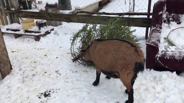 Гуляем все! Камерунские козочки. смотреть онлайн