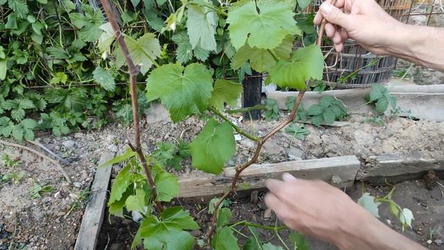 Виноград второй год после посадки. Обрезка винограда смотреть онлайн