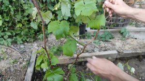 Виноград второй год после посадки. Обрезка винограда