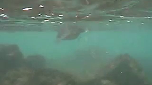 Galapagos Penguin Feeding смотреть онлайн
