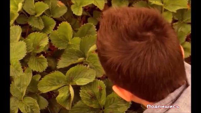К чему снится КЛУБНИКА (ЗЕМЛЯНИКА) | СОННИК смотреть онлайн