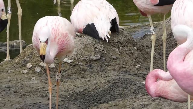 James' flamingo in nesting colony смотреть онлайн