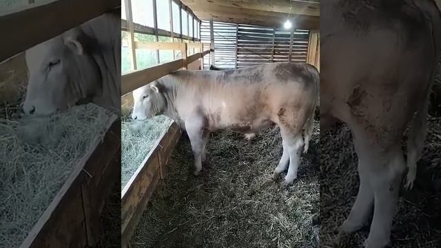 порода шароле, Дагестан смотреть онлайн