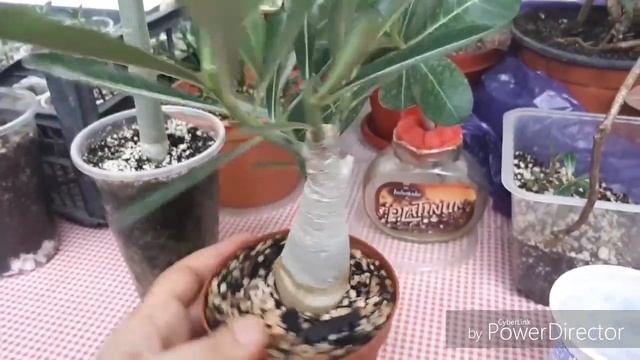 Результат укоренения черенков адениума/Комнатные растения смотреть онлайн