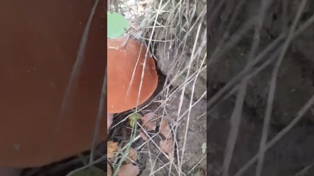 ГРИБООСІНЬ 2023 #ГРИБИ смотреть онлайн