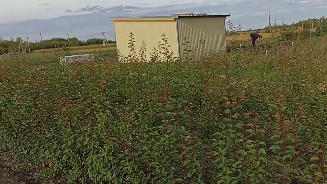 Обзор сеянцев абрикосов трех трех популяций Саратовской, Хабаровский, Оренбургский смотреть онлайн