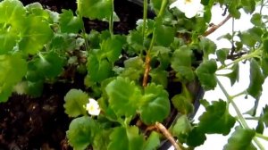 Бакопа выращивание зимой. Нужно ли сохранять бакопу  зимой?