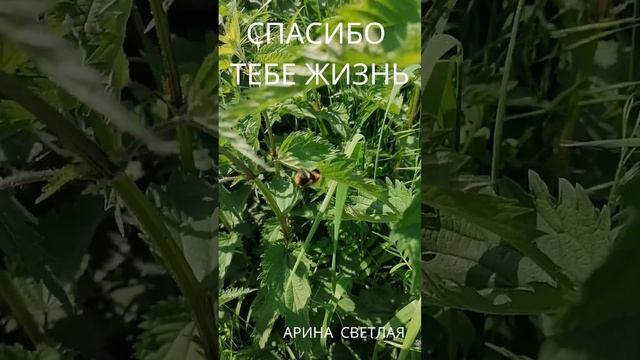Стихотворение "Жизнь" Автор Арина Светлая смотреть онлайн