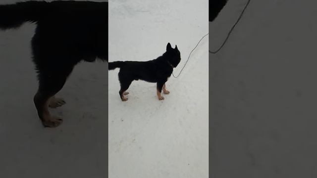 Жизнь собаки на цепи.4