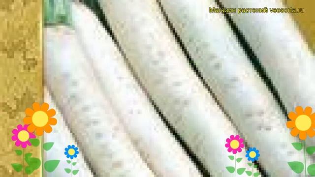 Дайкон (Дайкон Миновасе). Краткий обзор: Дайкон описание характеристик, где купить семена Миновасе смотреть онлайн