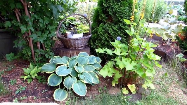 Хоста Фр. Вильямс смотреть онлайн