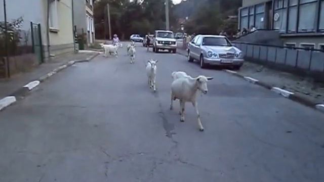 Кънтриланд при Троян смотреть онлайн