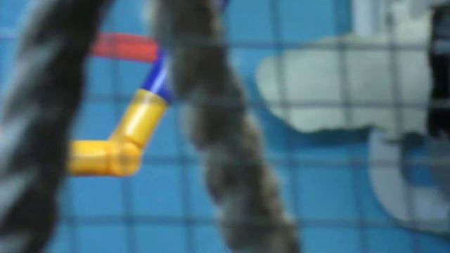 Птицы пение амадин смотреть онлайн