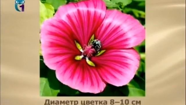 Малопе (Лжепросвирник) смотреть онлайн