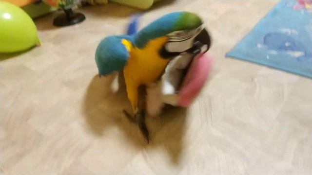 Попугай ара и шевелящиеся тапки смотреть онлайн