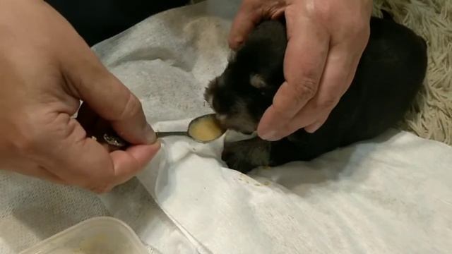 Цвергшнауцер первый прикорм щенков! смотреть онлайн