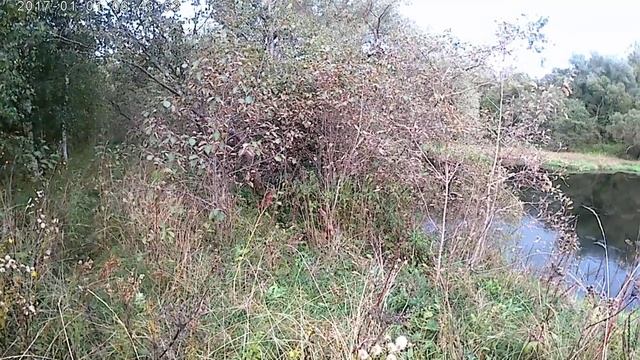 ИДУ С СОБАКАМИ ВДОЛЬ РЕЧКИ!!! ЭКШЕН КАМЕРА СНИМАЕТ!!! смотреть онлайн