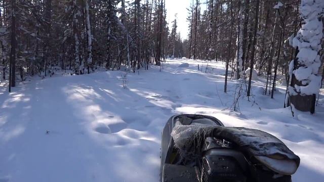 Мотобуксировщик Паксус 600 в тайге.