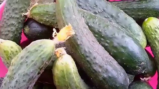 КАК ВЫРАЩИВАТЬ ОГУРЦЫ. смотреть онлайн