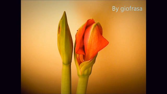 Amarillis Ritterstern Timelaps смотреть онлайн