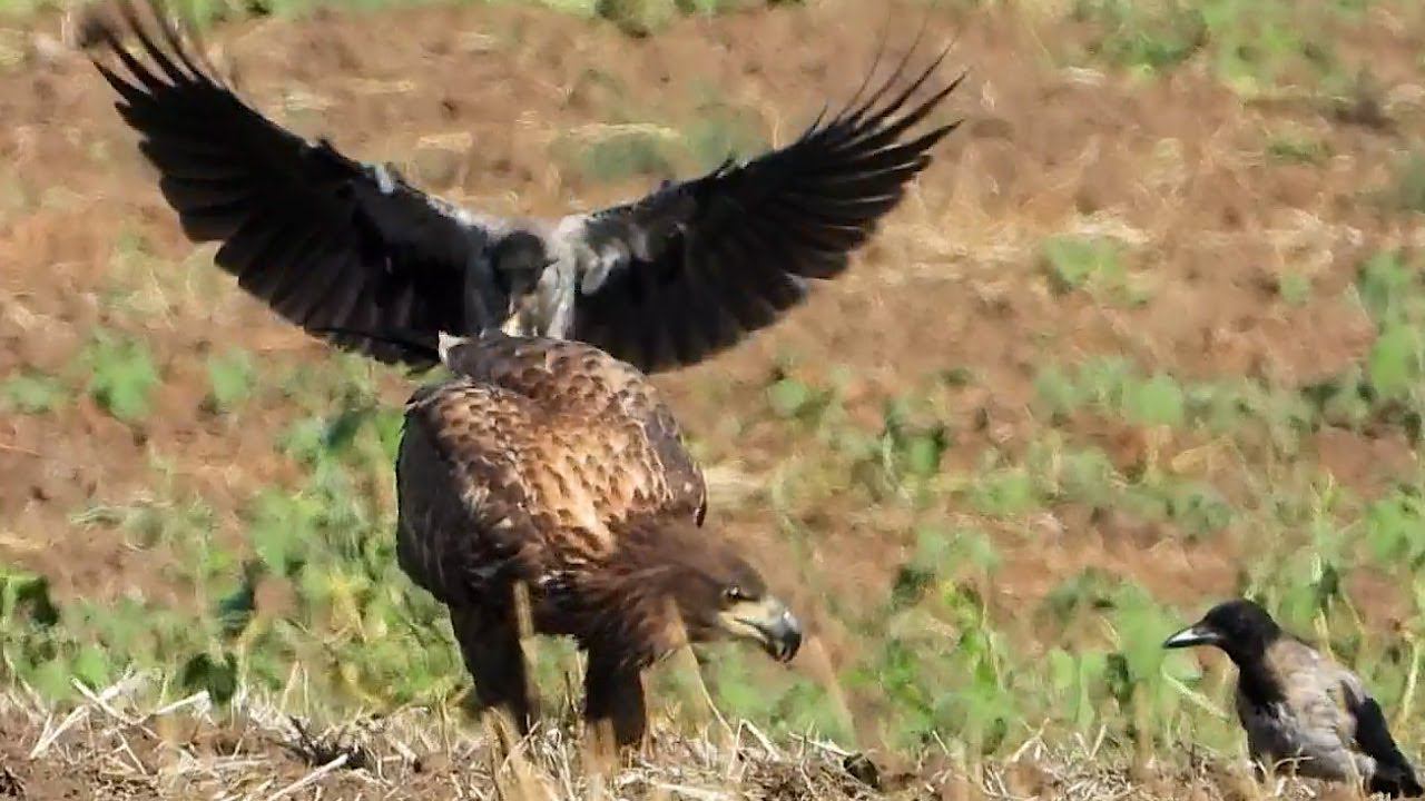 Орлан-Белохвост и Наглые вороны смотреть онлайн