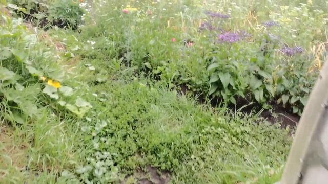 Воровство на участке. Разворотили клубнику и вырвали лук. смотреть онлайн