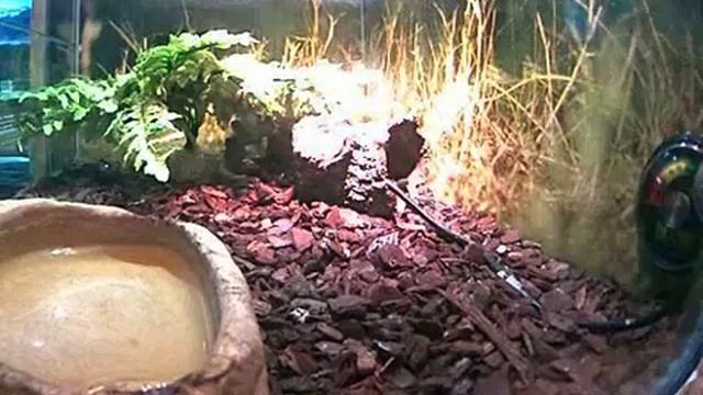 2012-12-4, Webcam thamnophissirtalis смотреть онлайн