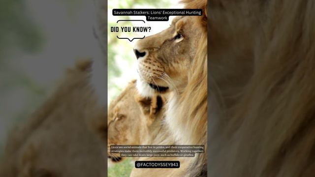 Savannah Stalkers Lions' Exceptional Hunting Teamwork смотреть онлайн