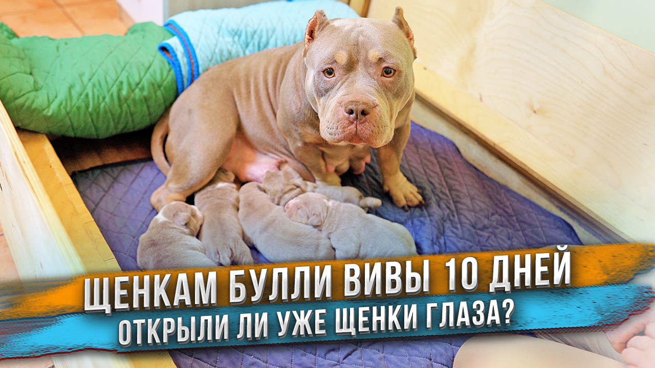 Щенкам Вивы и Вейрона 10 дней! Щеночкотерапия смотреть онлайн