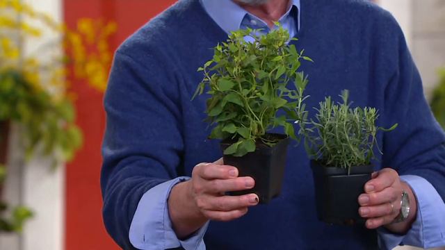 Cottage Farms 4-Piece Fragrance Garden Live Plants on QVC смотреть онлайн