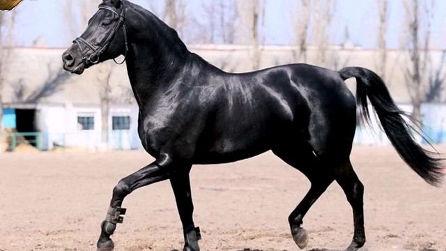 Породы лошадей! Украинская верховая! смотреть онлайн