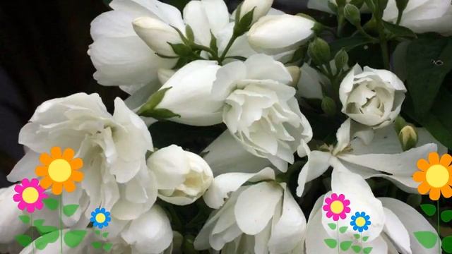 Чубушник венечный Сноубель (Snowbelle). Краткий обзор, описание характеристик, где купить саженцы смотреть онлайн