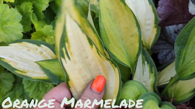 Хоста сорт Orange Marmelade смотреть онлайн