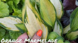 Хоста сорт Orange Marmelade