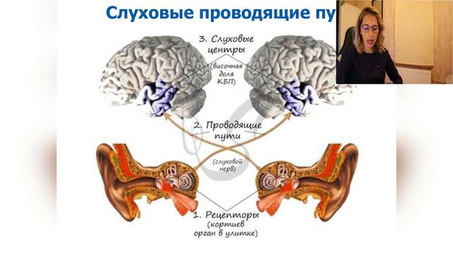 Лекция "Орган слуха" смотреть онлайн