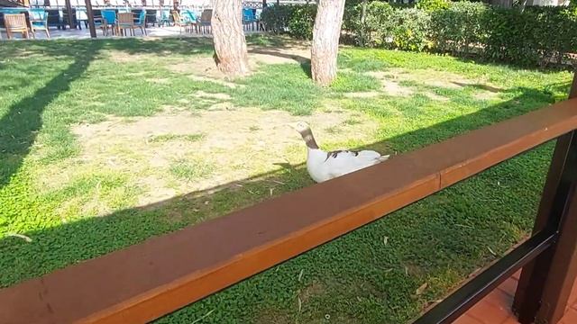 ТУРЦИЯ?? СУПЕР ПЛЯЖ отеля Palmet Beach Resort 5*. КЕМЕР